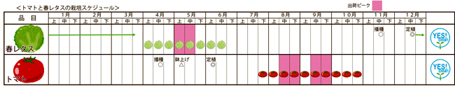 画像_トマトと春レタスの栽培スケジュール表